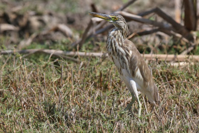 Indian Pond Heron - (Ardeola grayii)