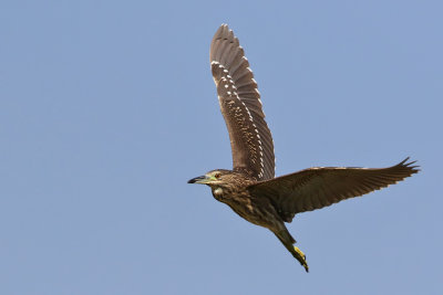 Black-crowned Night Heron - (Nycticorax nycticorax)