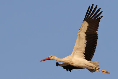 White stork - (Ciconia ciconia)