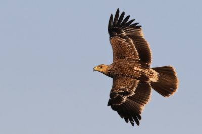 Eastern Imperial Eagle - (Aquila heliaca)