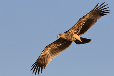 Eastern Imperial Eagle - (Aquila heliaca)