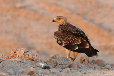 Eastern Imperial Eagle - (Aquila heliaca)