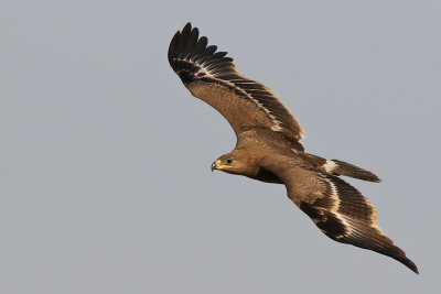 Steppe Eagle - (Aquila nipalensis)