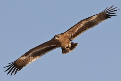 Steppe Eagle - (Aquila nipalensis)