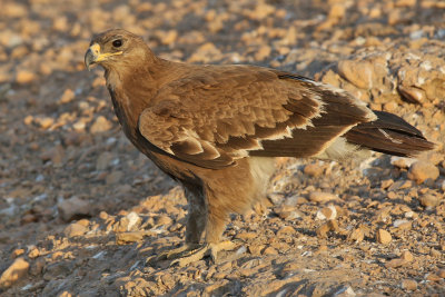 Steppe Eagle - (Aquila nipalensis)