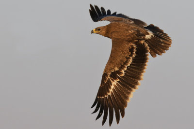 Steppe Eagle - (Aquila nipalensis)