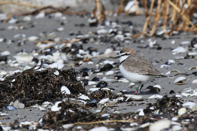 Svartbent strandpipare - Kentish plover (Charadrius alexandrinus)