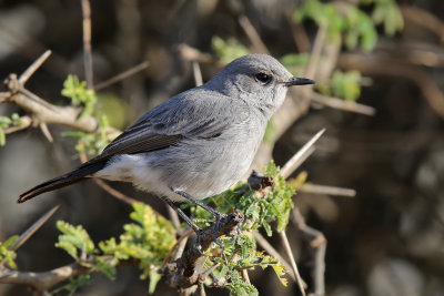 Blackstart - (Cercomela melanura)