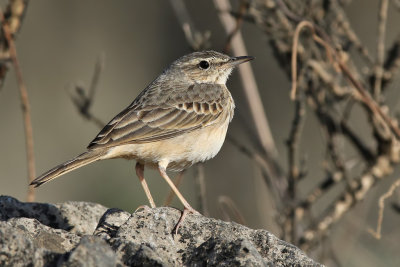 Tawny pipit - (Anthus campestris)