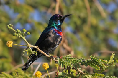 Shining sunbird - (Cinnyris habessinicus)