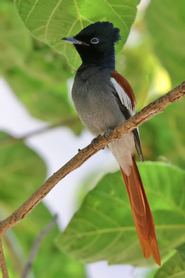 African Paradise Flycatcher - (Terpsiphone viridis)