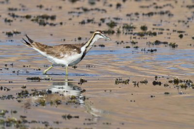 Pheasant-tailed Jacana - (Hydrophasianus chirurgus)