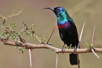 Shining sunbird - (Cinnyris habessinicus)