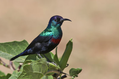 Shining sunbird - (Cinnyris habessinicus)