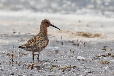 Spovsnppa - Curlew Sandpiper (Calidris ferruginea)