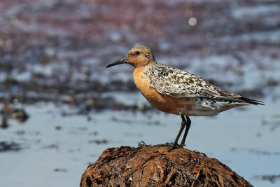 Kustsnppa - Red Knot (Calidris canutus) 