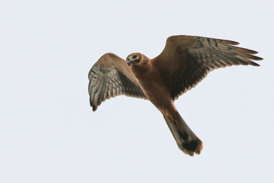 Stäpphök - Pallid harrier (Circus macrourus)