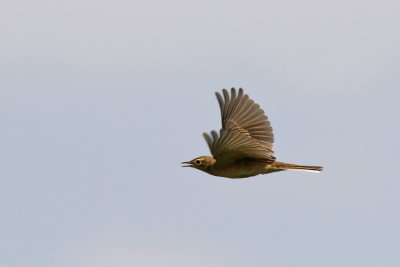 Richards Pipit - (Anthus richardi)