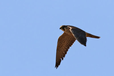 Peregrine Falcon - (Falco peregrinus)