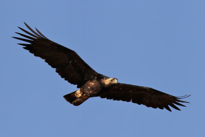 Eastern Imperial Eagle - (Aquila Heliaca)