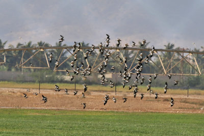 Sociable Lapwing - (Vanellus gregarius)