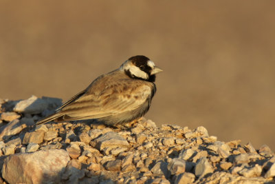 Black-crowned Sparrow-Lark (Eremopterix nigriceps)