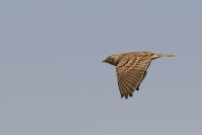 Greater Short-toed Lark - (Calandrella brachydactyla)