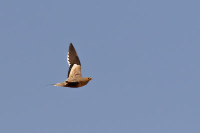 Chestnut-bellied Sandgrouse - (Pterocles exustus)