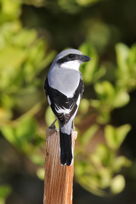 Southern Grey Shrike - (Lanius meridionalis aucheri)