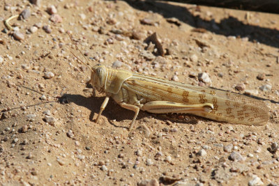 Various animals Oman