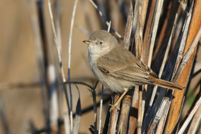 Asian Desert Warbler - (Sylvia nana)