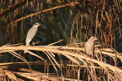 Hypocolius - (Hypocolius ampelinus)