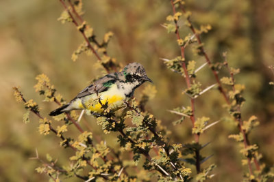 Nile Valley Sunbird - (Anthodiaeta metallica)