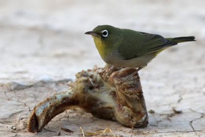 White-breasted White-eye - (Zosterops abyssinicus)