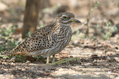 Spotted Thick-knee - (Burhinus capensis)