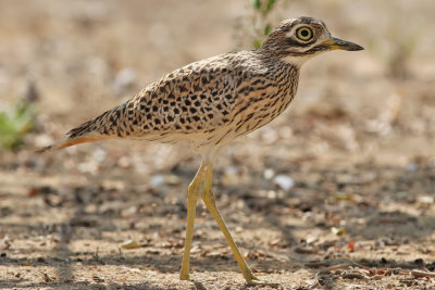 Spotted Thick-knee - (Burhinus capensis)