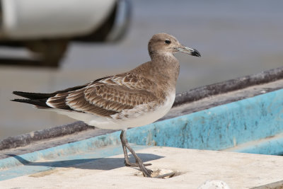 Sooty Gull - (Ichthyaetus hemprichii)