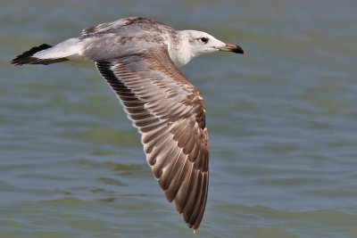 Pallass Gull - (Ichthyaetus ichthyaetus)