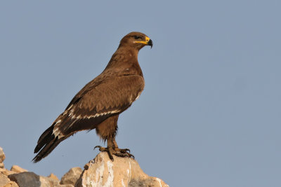 Steppe Eagle - (Aquila nipalensis)