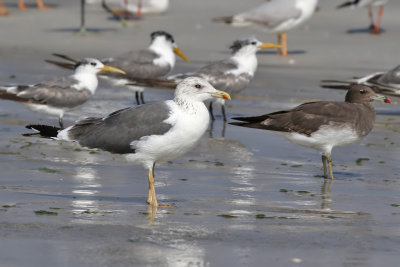 Heuglins Gull - (Larus fuscus heuglini)