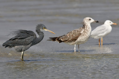 Western Reef Heron - (Egretta gularis)