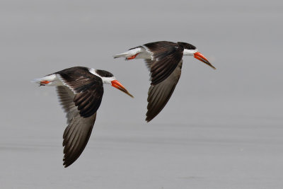 African Skimmer - (Rynchops flavirostris)