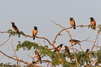 Birds Oman