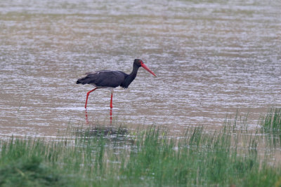 Black Stork - (Ciconia nigra)