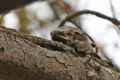 Nattskrra - European Nightjar (Caprimulgus europaeus) 