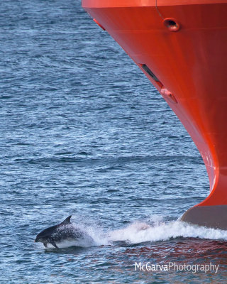 Aberdeen Dolphins 3