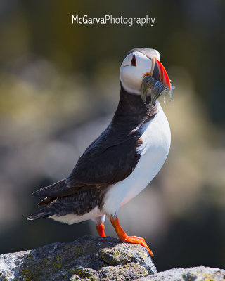 Isle of May Puffins