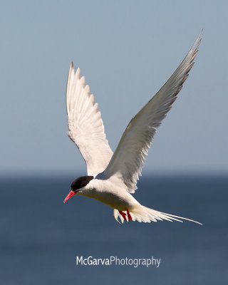 Tern Prowess 