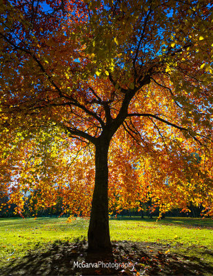 Autumnal Kaleidoscope