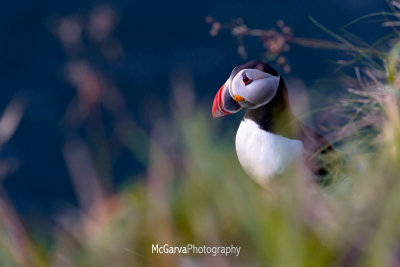 Bullers Puffins 7